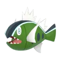 バスラオ(しろすじのすがた)