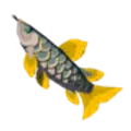 ムカシアロワナ