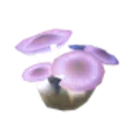 アカリダケ