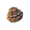 ハイラルボックリ