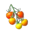 ハイラルトマト