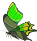 ビリビリアゲハ