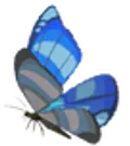 ヒンヤリアゲハ