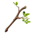 木の枝
