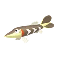 サシカマス