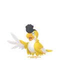 イキリンコ(イエローフェザー)