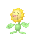 キマワリ