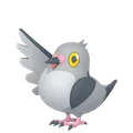 マメパト