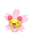 チェリム(ポジフォルム)