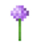 アリウム