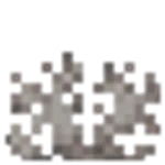 死んだノウウチワサンゴ
