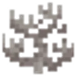 死んだミレポラサンゴ