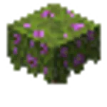 開花したツツジ