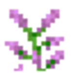 ライラック