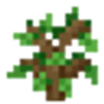 オークの苗木