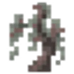 ペールオークの苗木