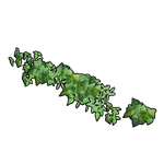 壁掛け横長のツタの画像
