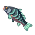 No.62ヨロイゴイの画像