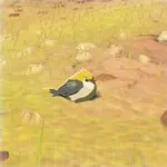 コガネスズメの画像
