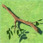 木の枝の画像