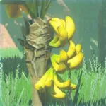 ツルギバナナの画像