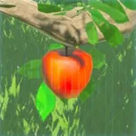 リンゴの画像
