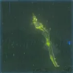 フロドラの画像