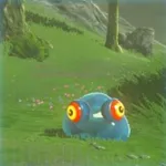 チュチュの画像