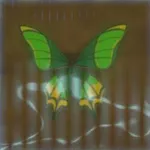 ビリビリアゲハの画像