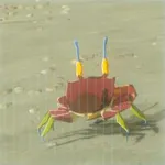 ヨロイガニの画像