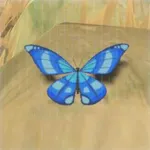 ヒンヤリアゲハの画像