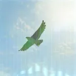 シマオタカの画像