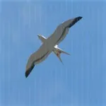 ウミカモメの画像