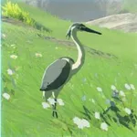 アオバサギの画像