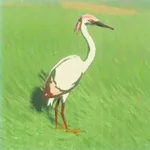 モモイロサギの画像