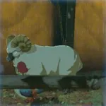 コウゲンヒツジの画像