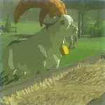 シロヤギの画像