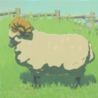 コウゲンヒツジ