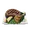 岩塩焼き肉