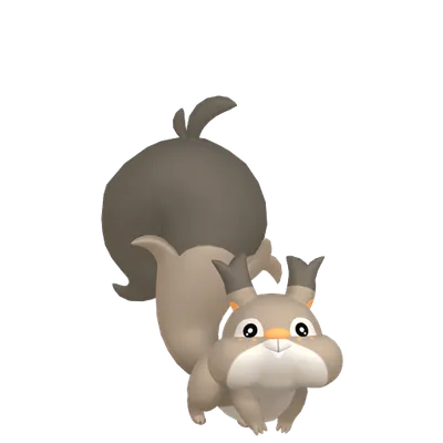 ホシガリスの画像