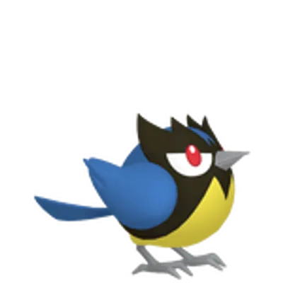 ココガラの画像