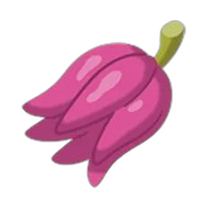 カシブのみの画像