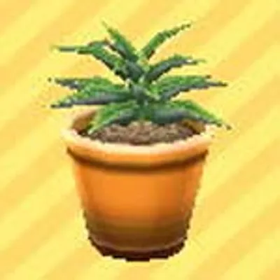 アロエの画像