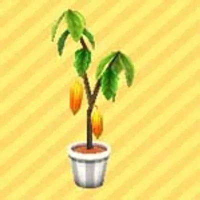 カカオの画像