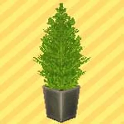 ゴールドクレストの画像