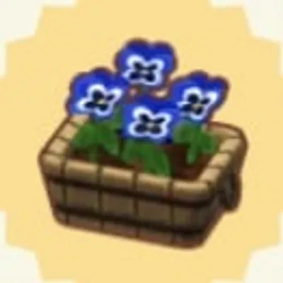 あおいパンジーの画像
