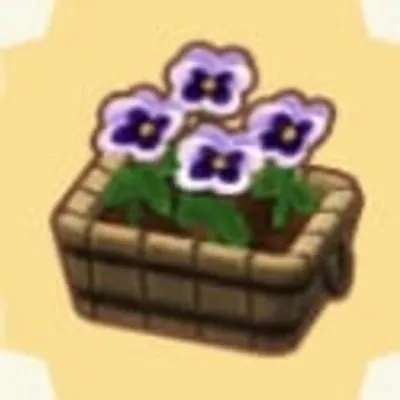 しろいパンジーの画像