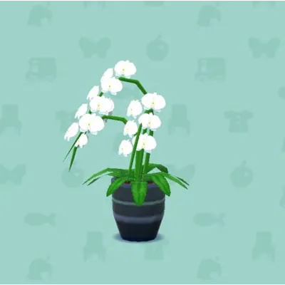 こちょうらんの画像