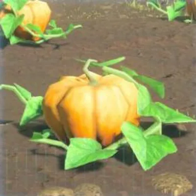 194 ヨロイカボチャの画像