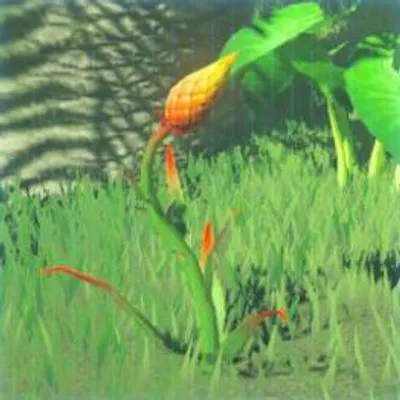 196 ツルギソウの画像
